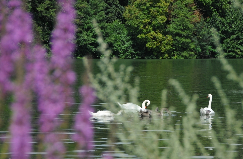 Evry Daily Photo - Seine de Vacances  Evry a l’heure d ete - 12 - large.jpg